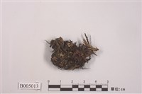 藏品(冰島衣)的圖片